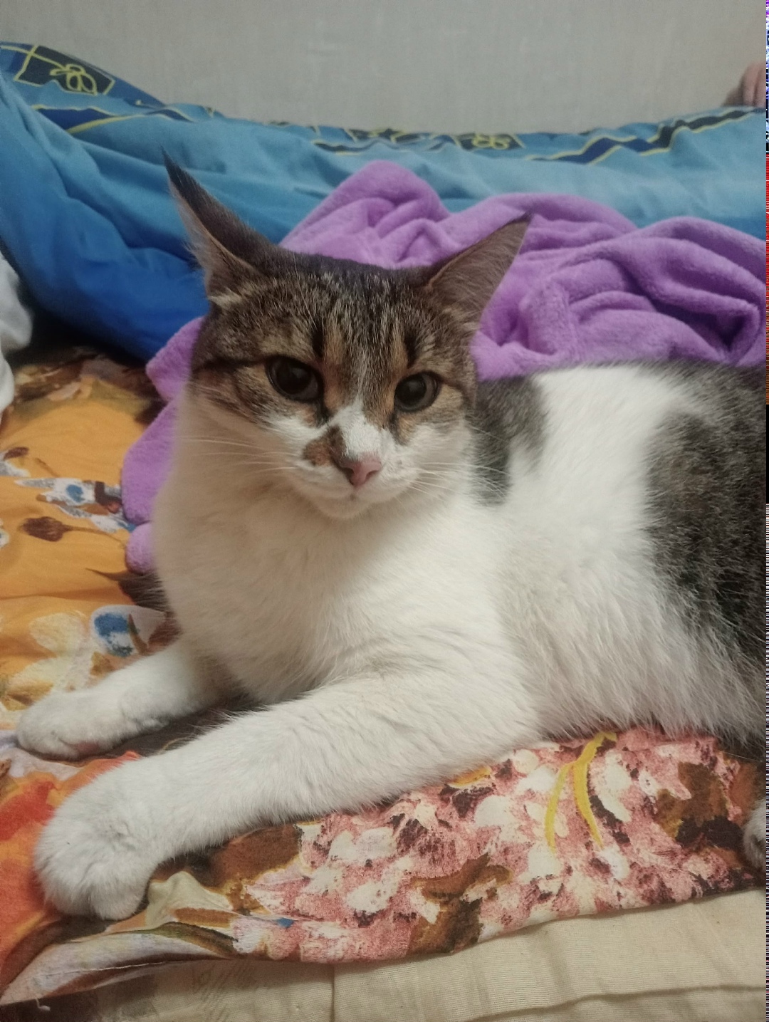 Пропала кошка в Стерлитамаке — фото объявления