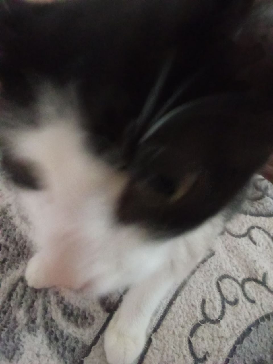 Пропала кошка в Стерлитамаке — фото объявления