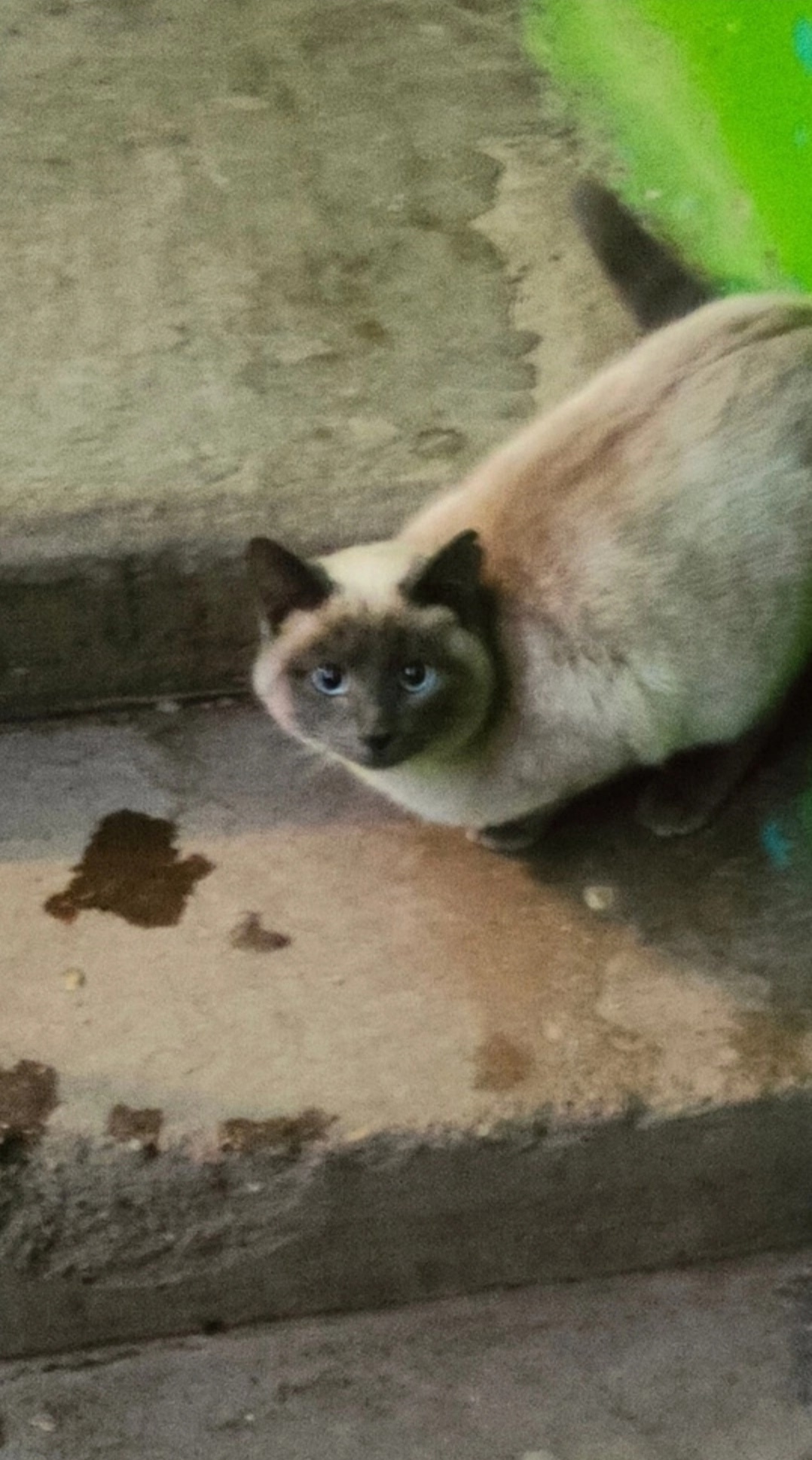 Пропала кошка в Стерлитамаке — фото объявления