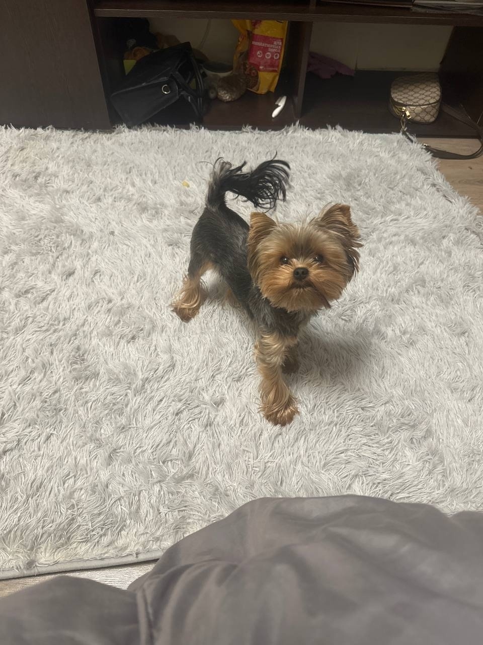 Пропала собака в Стерлитамаке — фото объявления