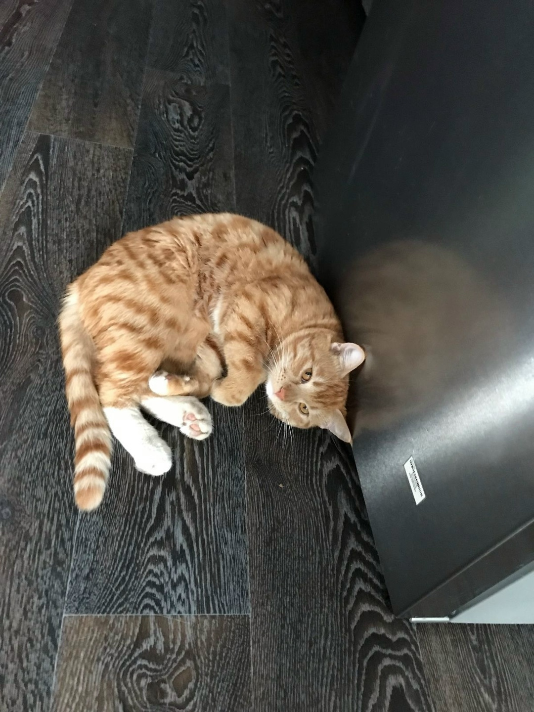 Пропала кошка в Стерлитамаке — фото объявления