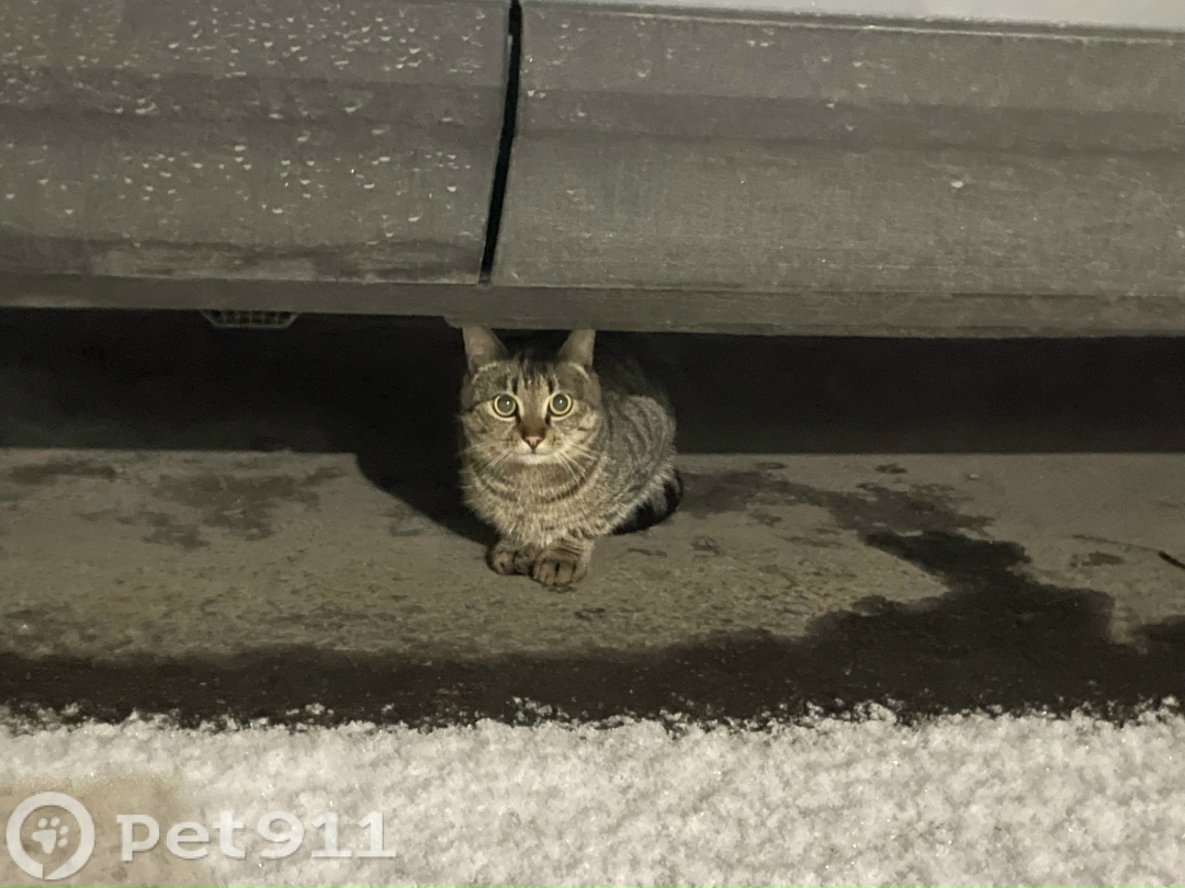 Найдена кошка в Мурманске — фото объявления