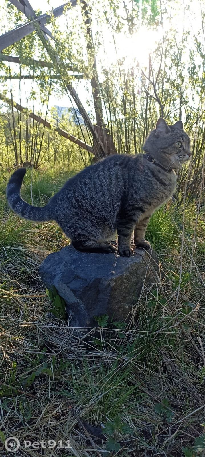 Пропала кошка в Мурманске — фото объявления