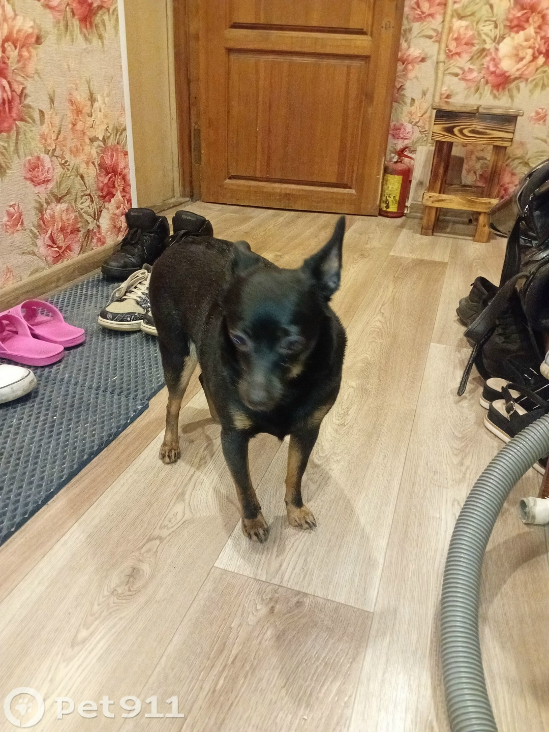 Найдена собака в Мурманске — фото объявления