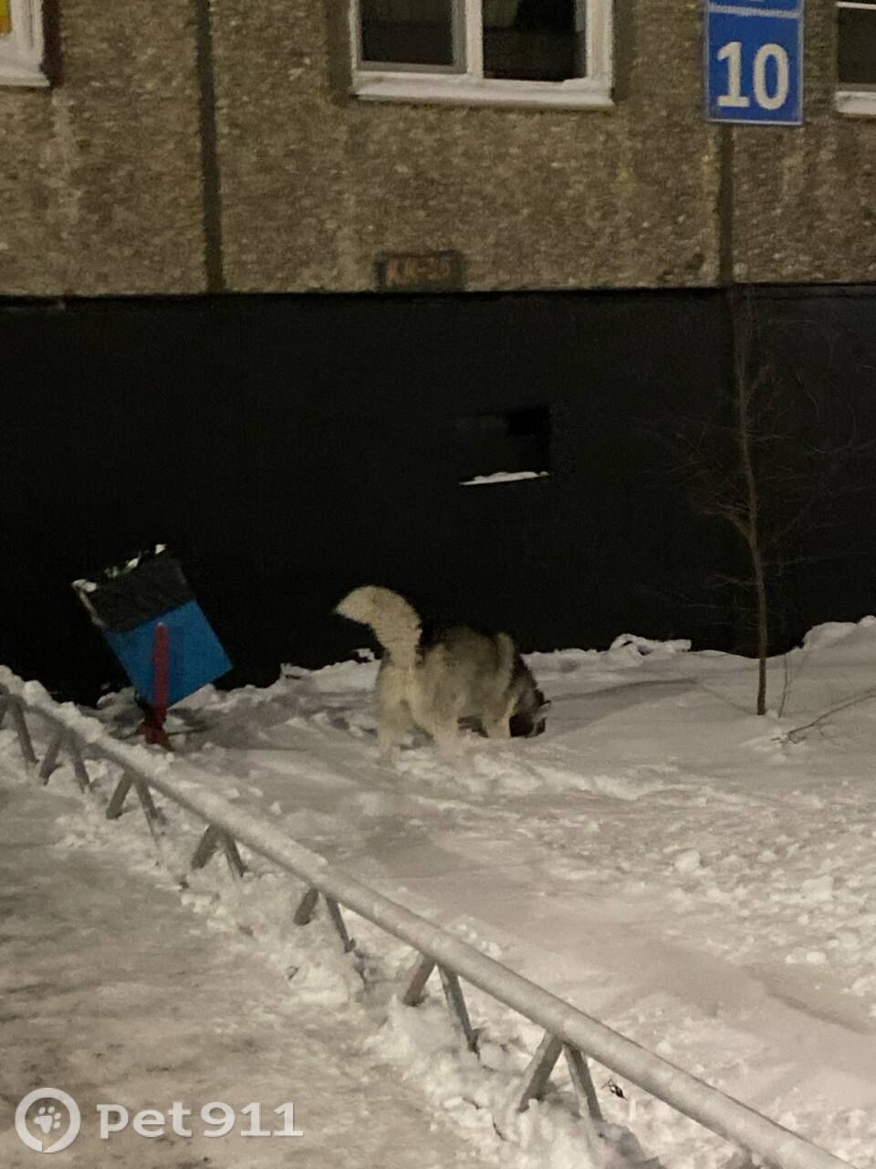 Найдена собака в Мурманске — фото объявления