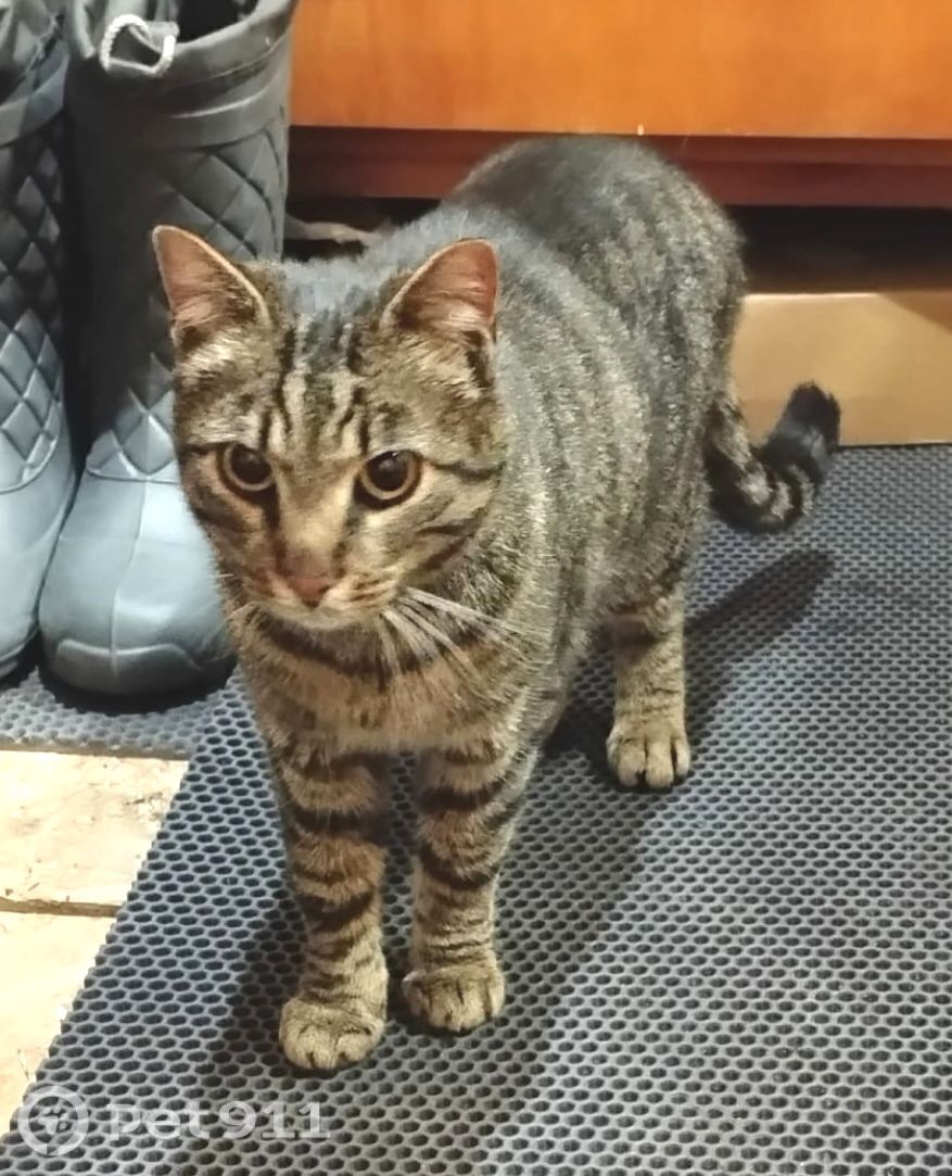 Найдена кошка в Мурманске — фото объявления