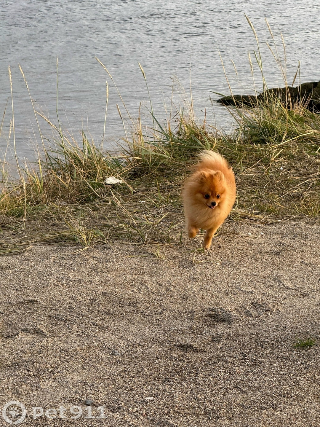 Пропала собака в Мурманске — фото объявления
