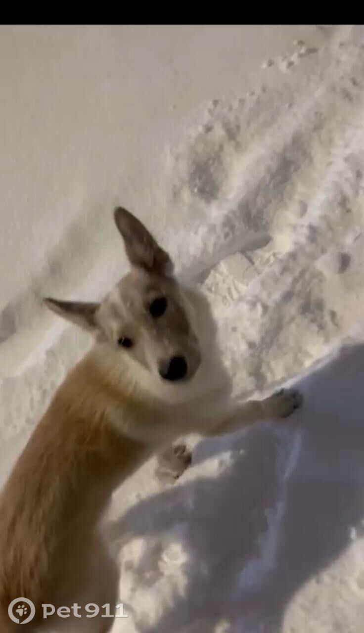 Пропала собака в Мурманске — фото объявления