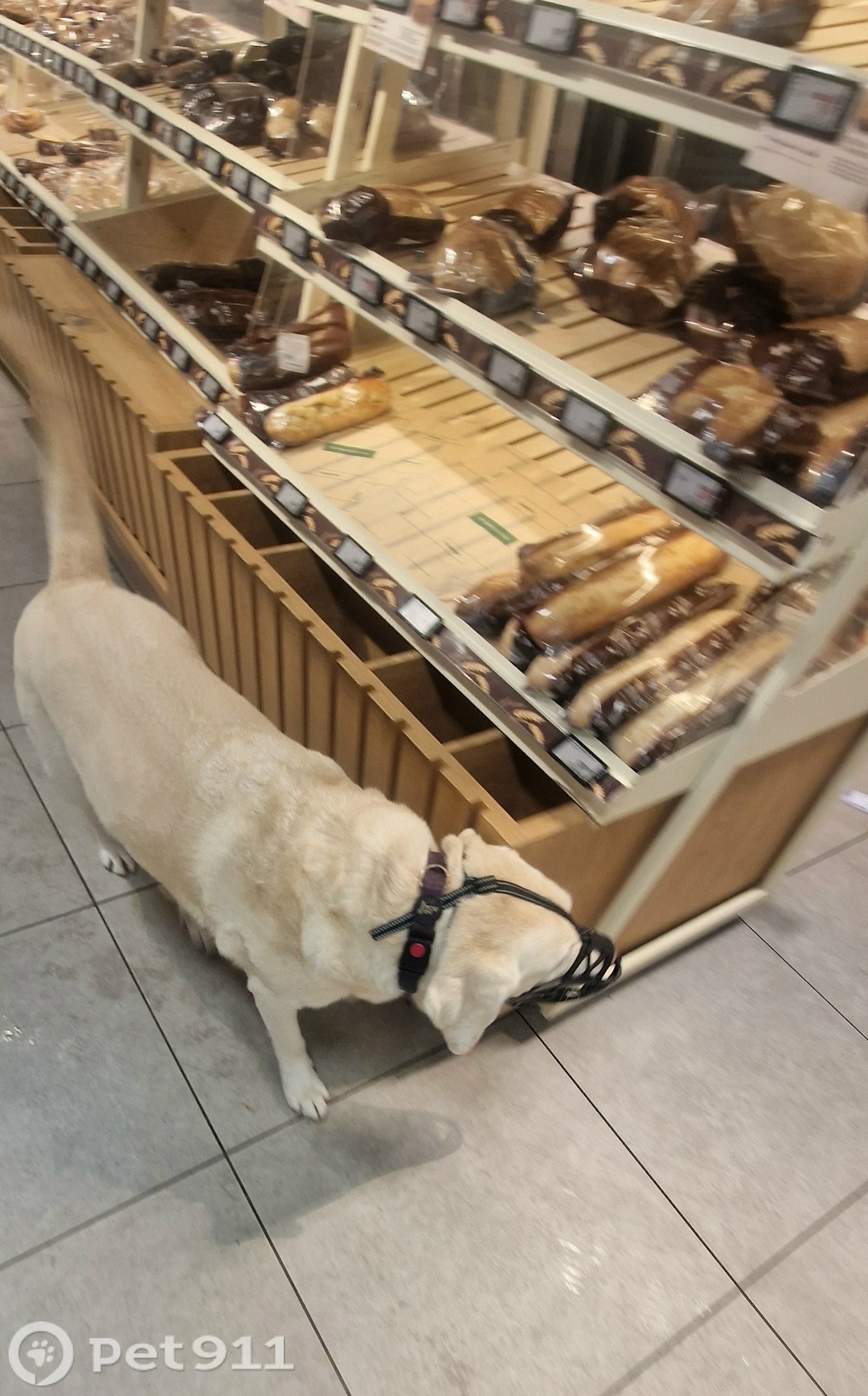 Найдена собака в Мурманске — фото объявления