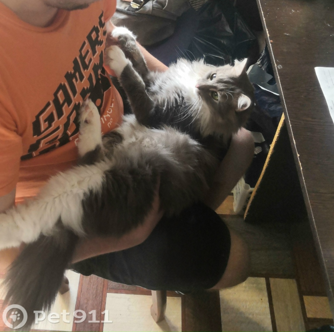 Пропала кошка в Мурманске — фото объявления