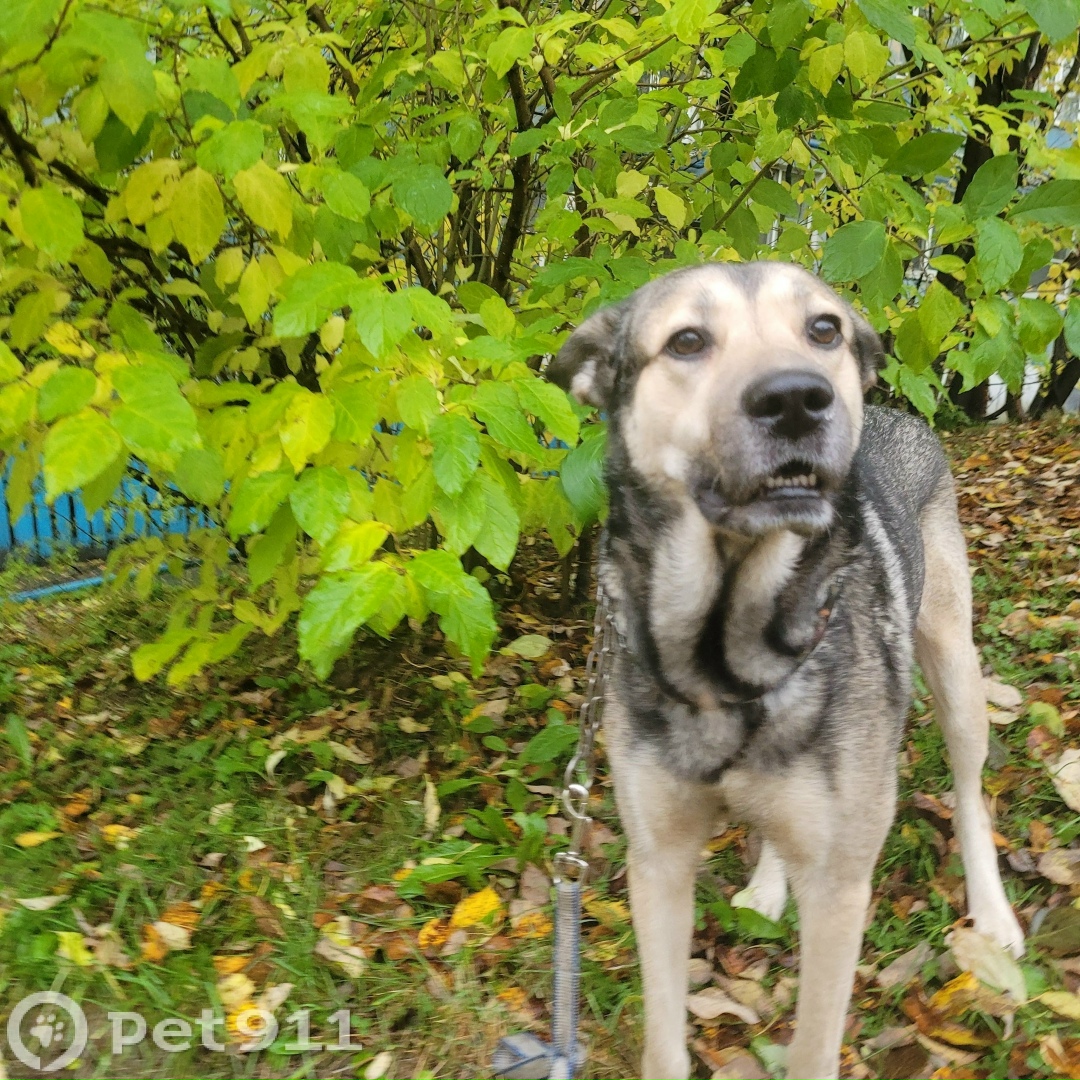 Пропала собака в Мурманске — фото объявления