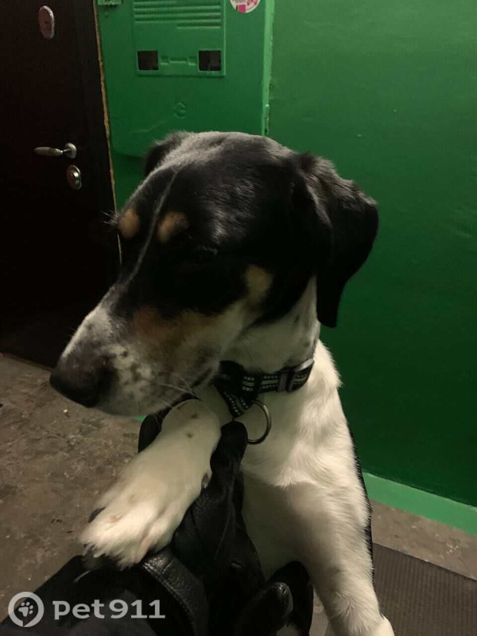 Найдена собака в Мурманске — фото объявления