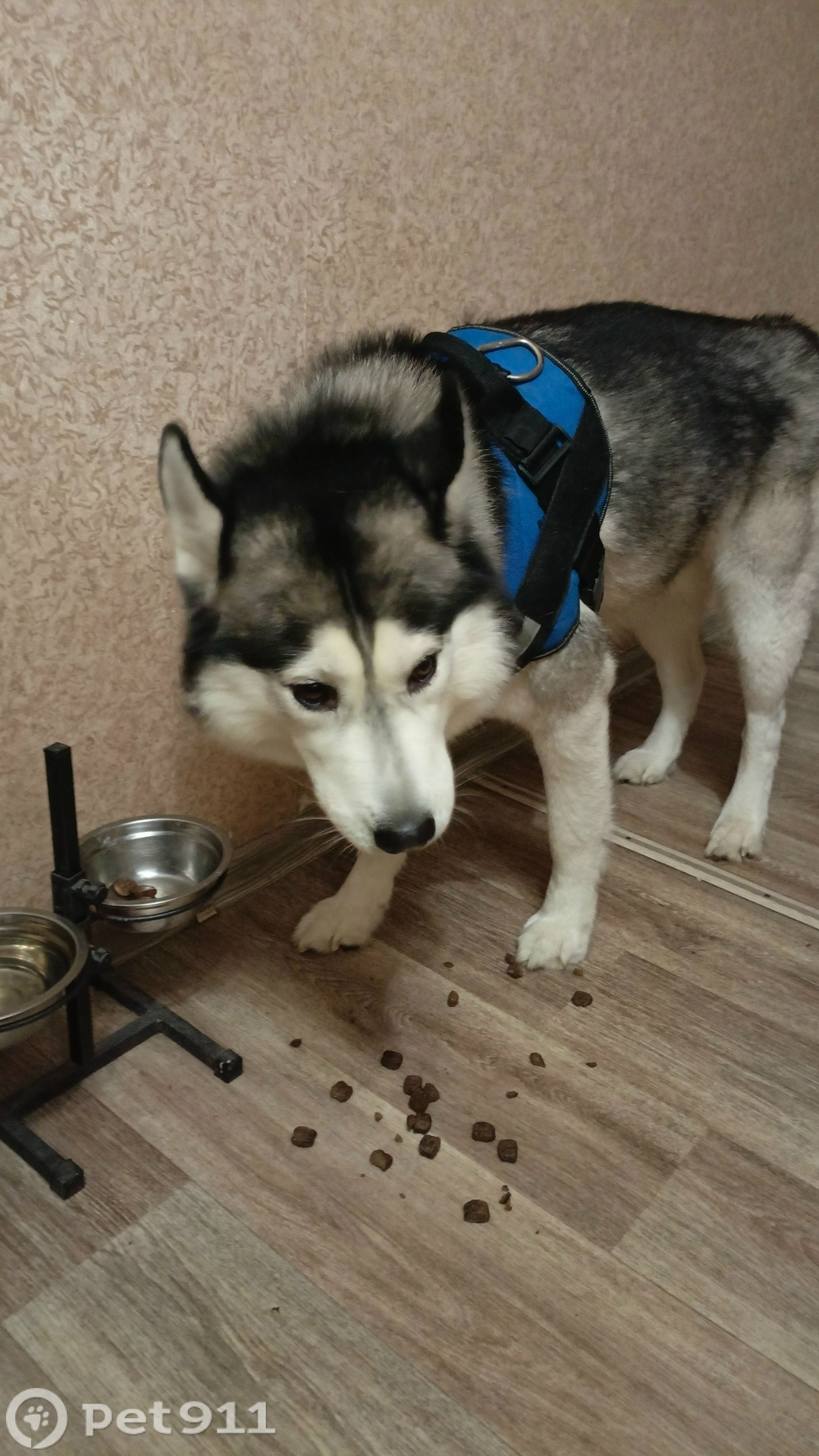 Найдена собака в Мурманске — фото объявления