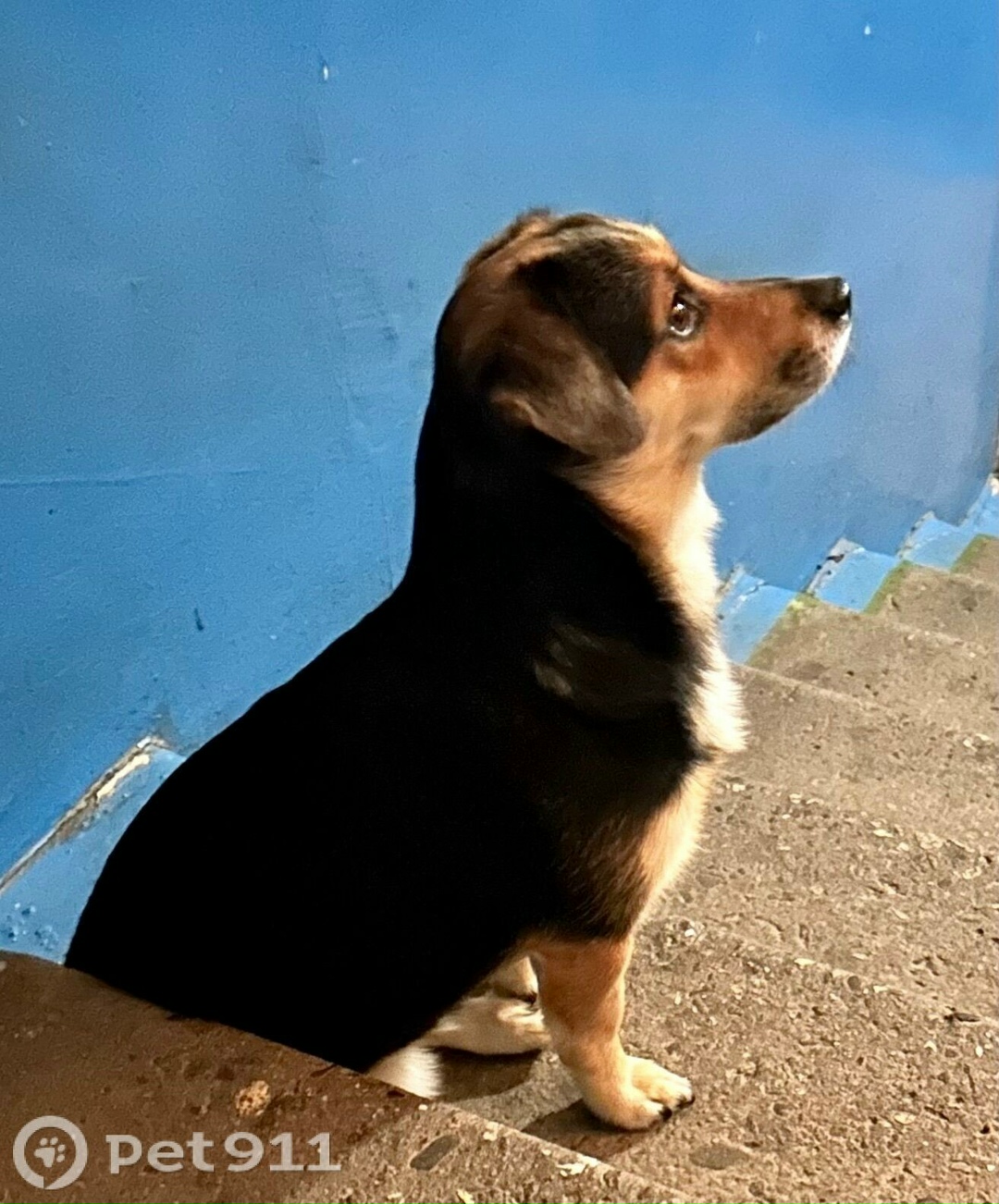 Найдена собака в Мурманске — фото объявления