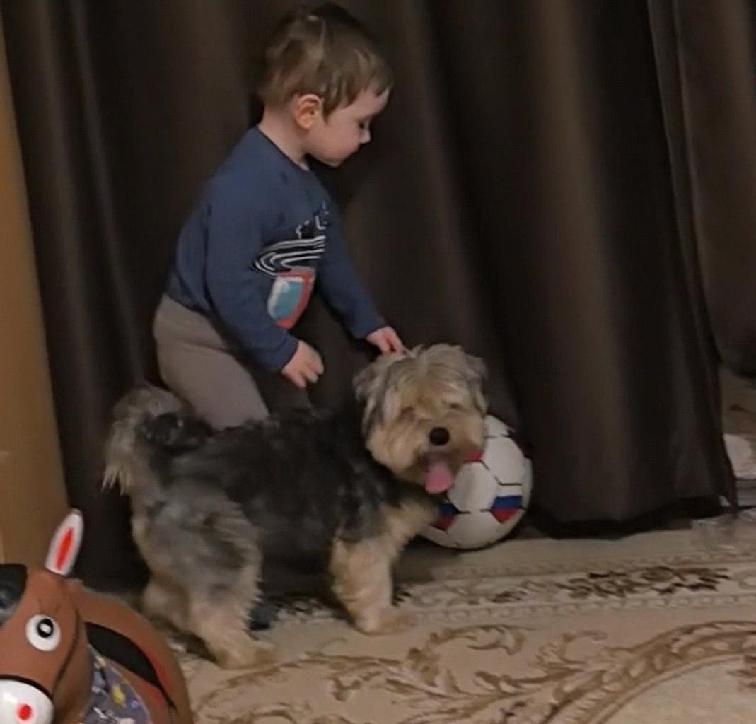 Пропала собака в Мурманске — фото объявления