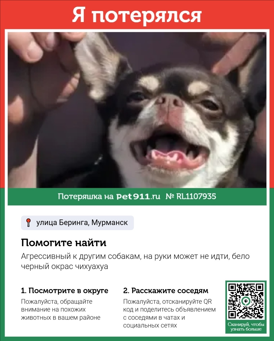 Пропала собака в Мурманске — фото объявления
