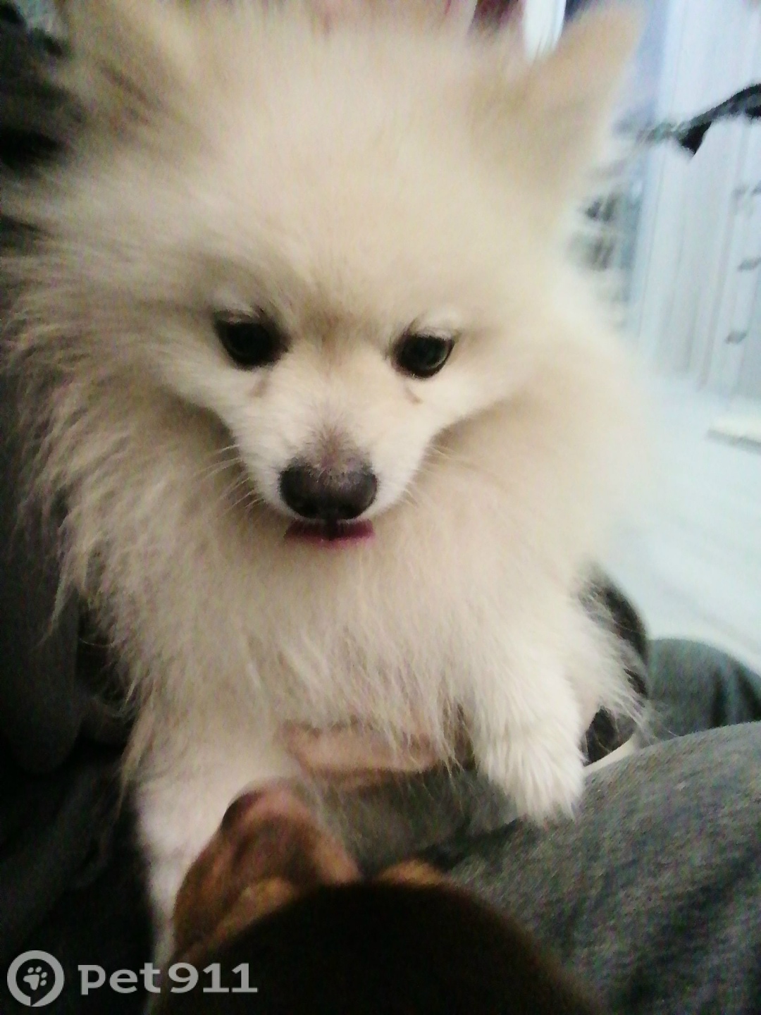 Найдена собака в Мурманске — фото объявления