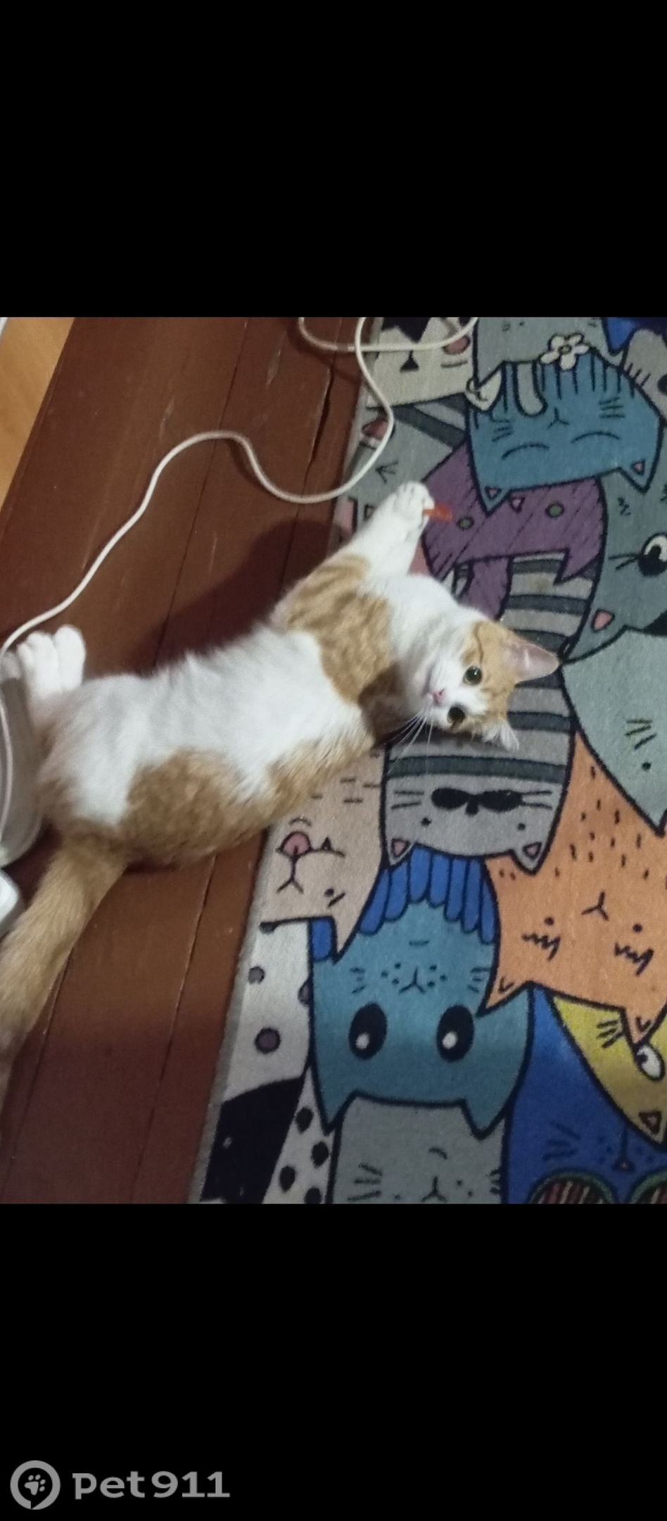 Пропала кошка в Мурманске — фото объявления