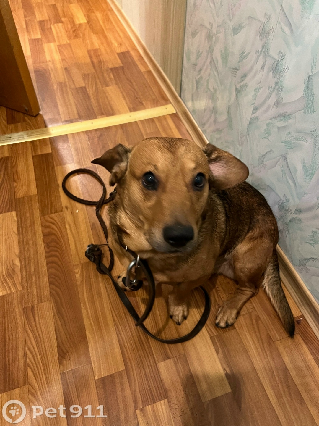 Найдена собака в Мурманске — фото объявления