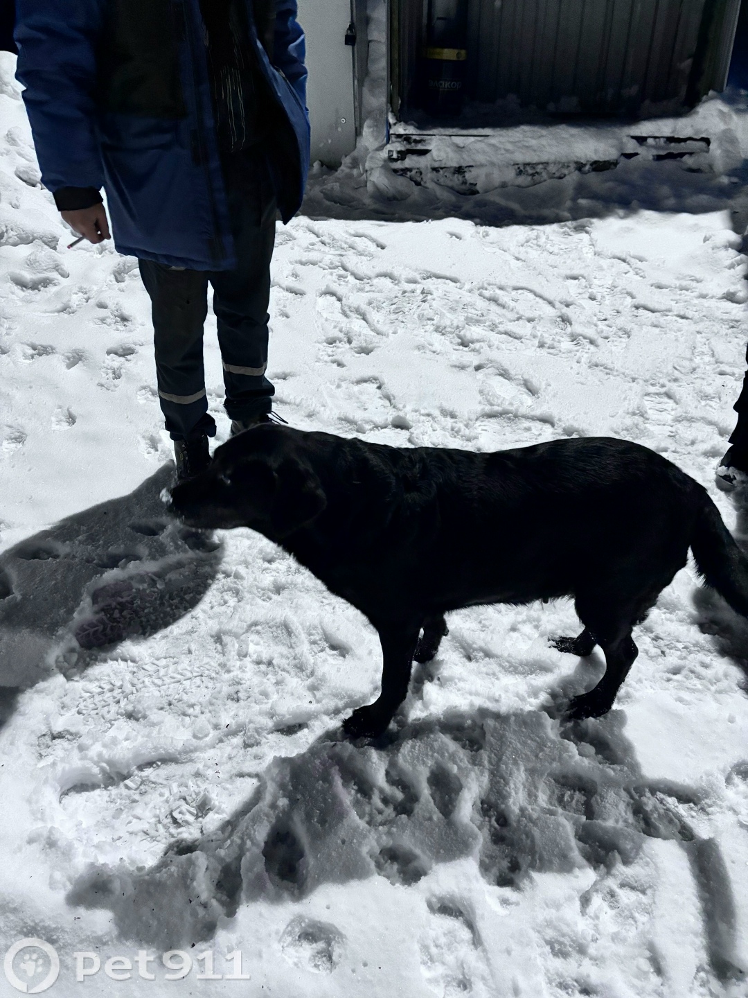 Найдена собака в Мурманске — фото объявления