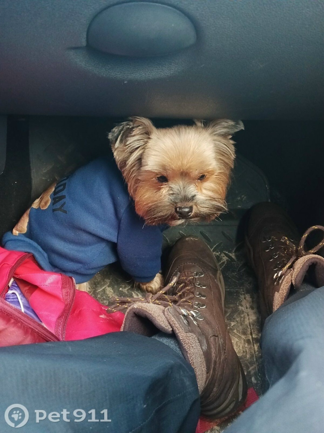 Пропала собака в Мурманске — фото объявления