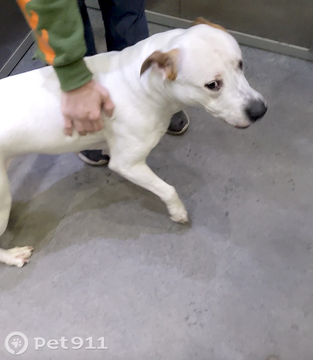 Найдена собака в Мурманске — фото объявления