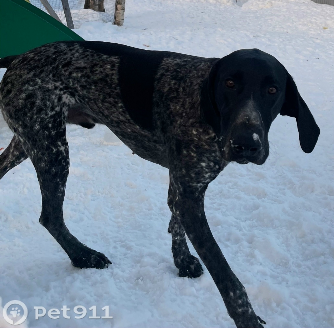 Пропала собака в Мурманске — фото объявления