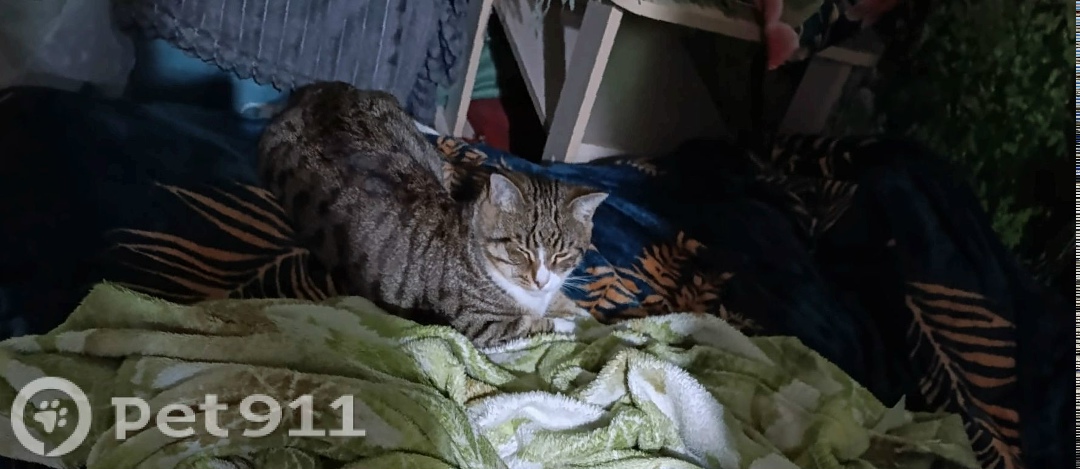 Пропала кошка в Мурманске — фото объявления