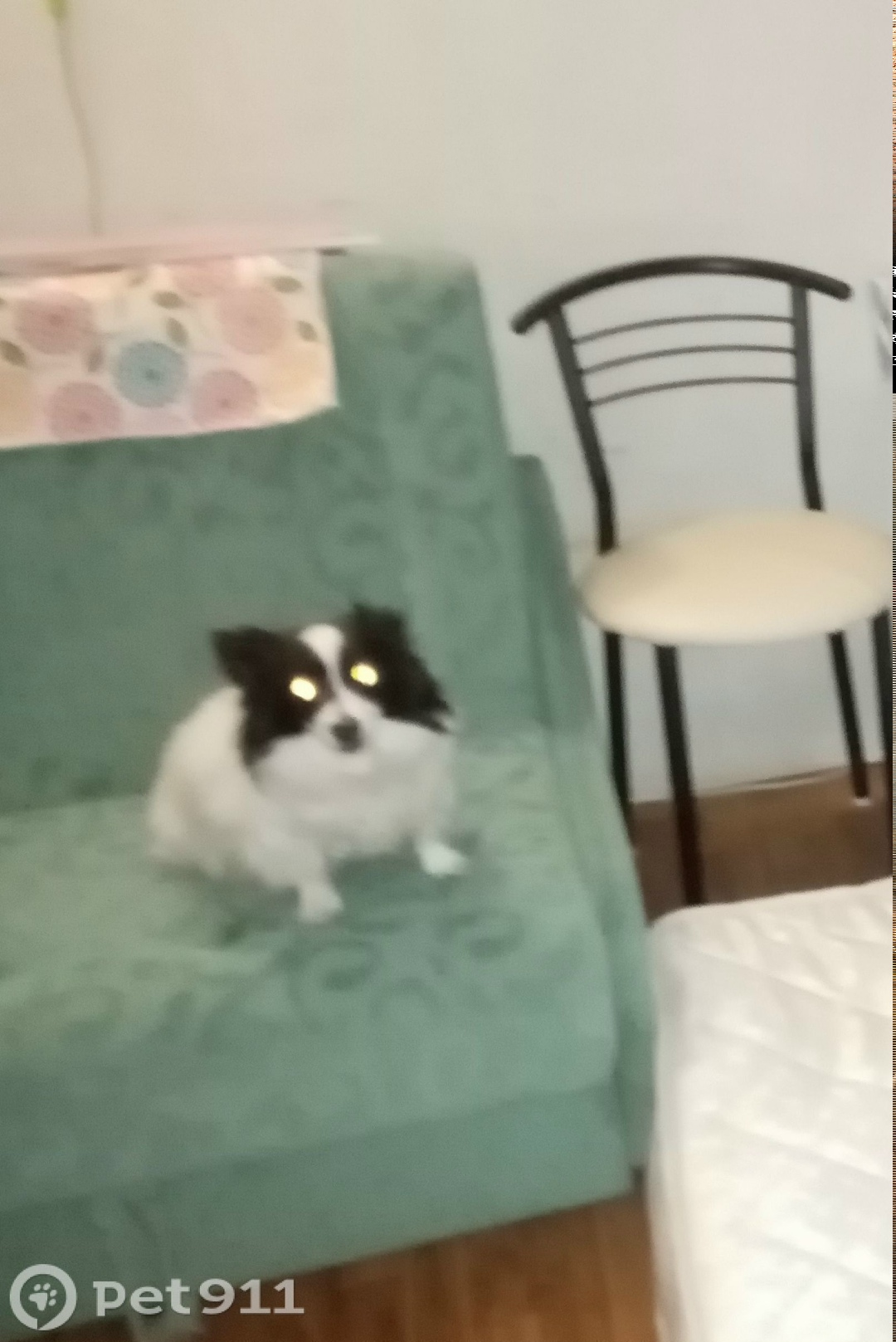 Пропала собака в Мурманске — фото объявления