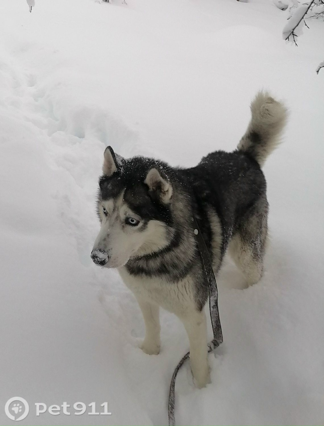 Пропала собака в Мурманске — фото объявления