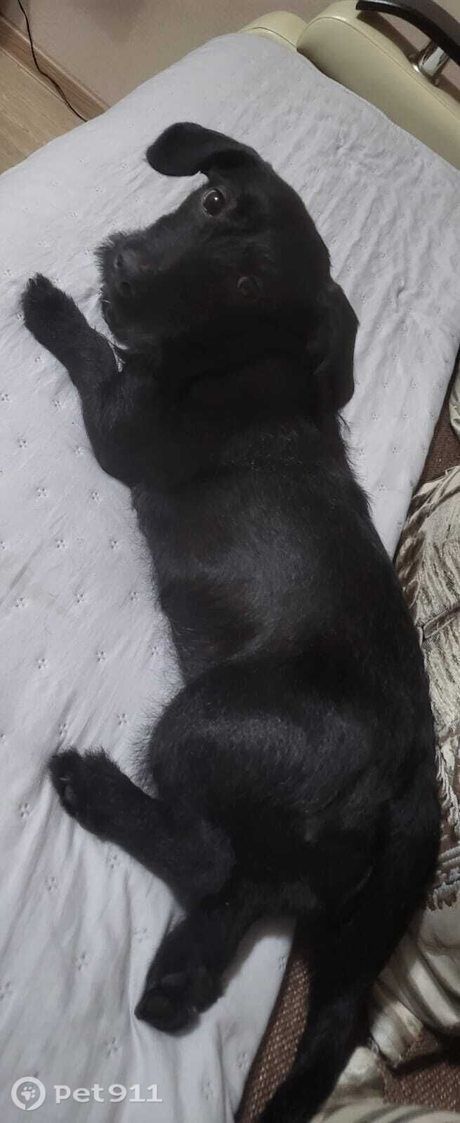 Найдена собака в Мурманске — фото объявления