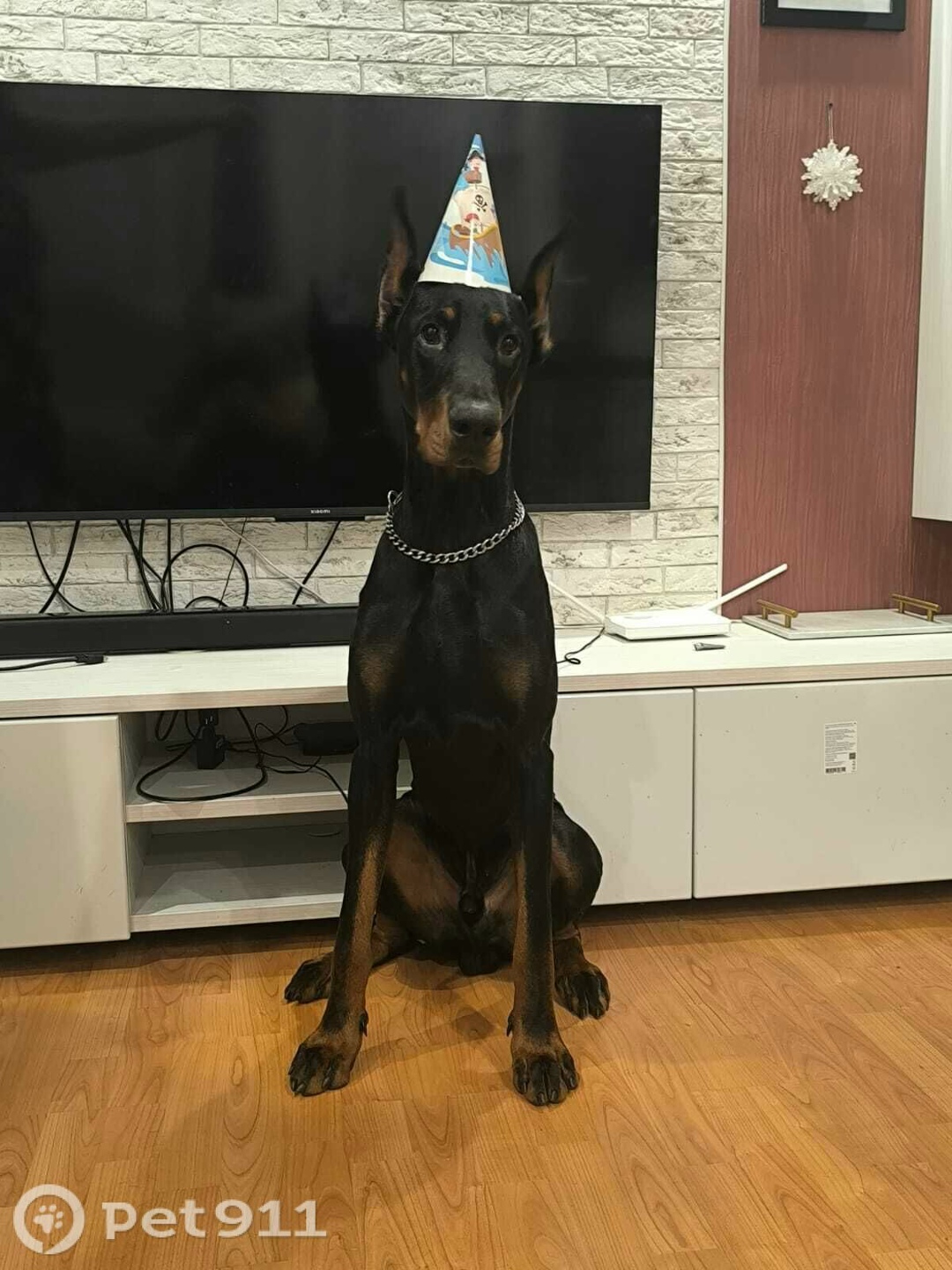 Пропала собака в Мурманске — фото объявления