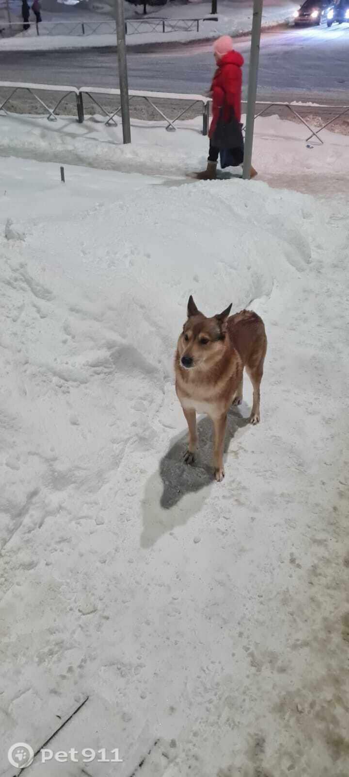Найдена собака в Мурманске — фото объявления