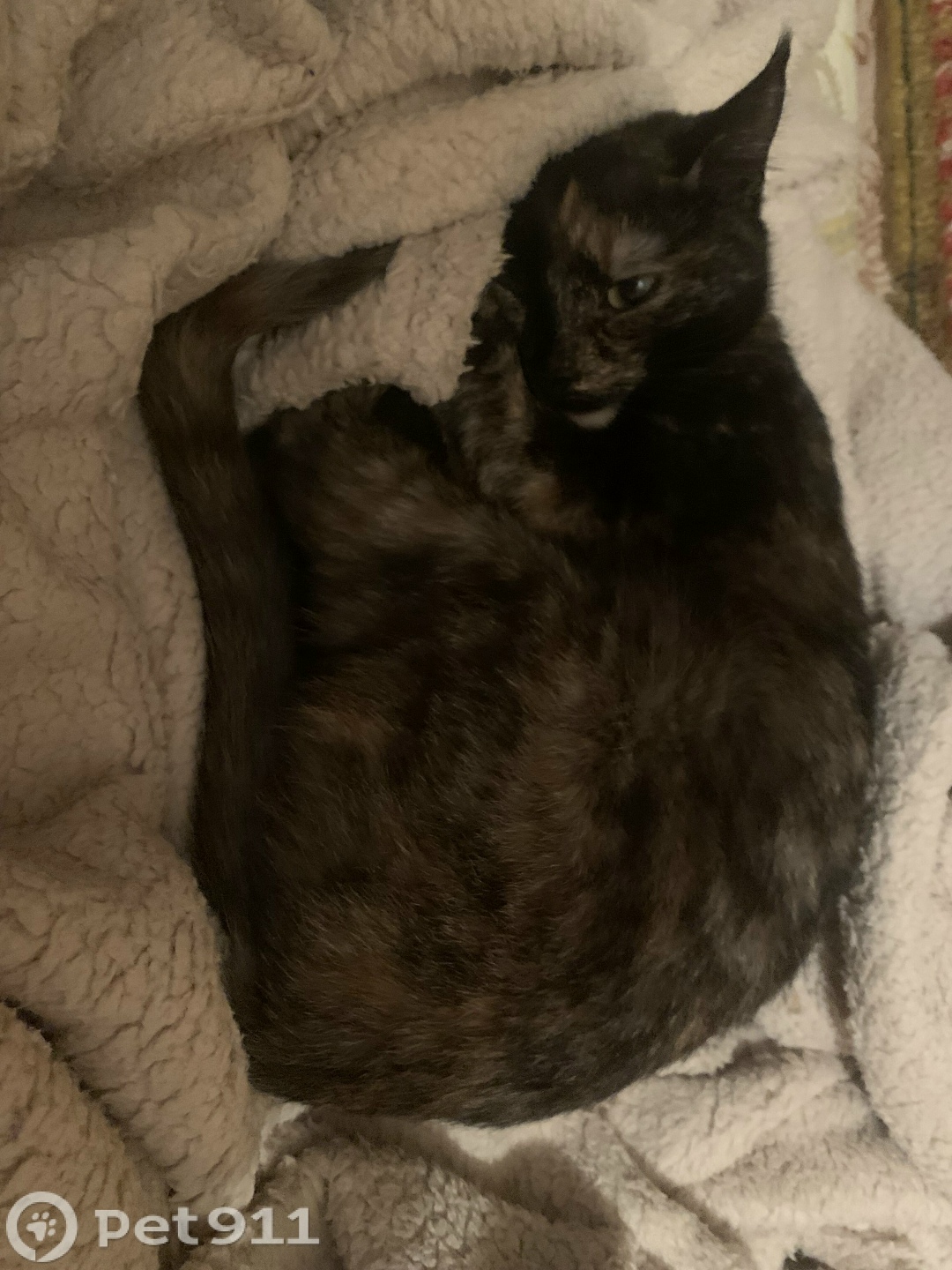 Найдена кошка в Мурманске — фото объявления