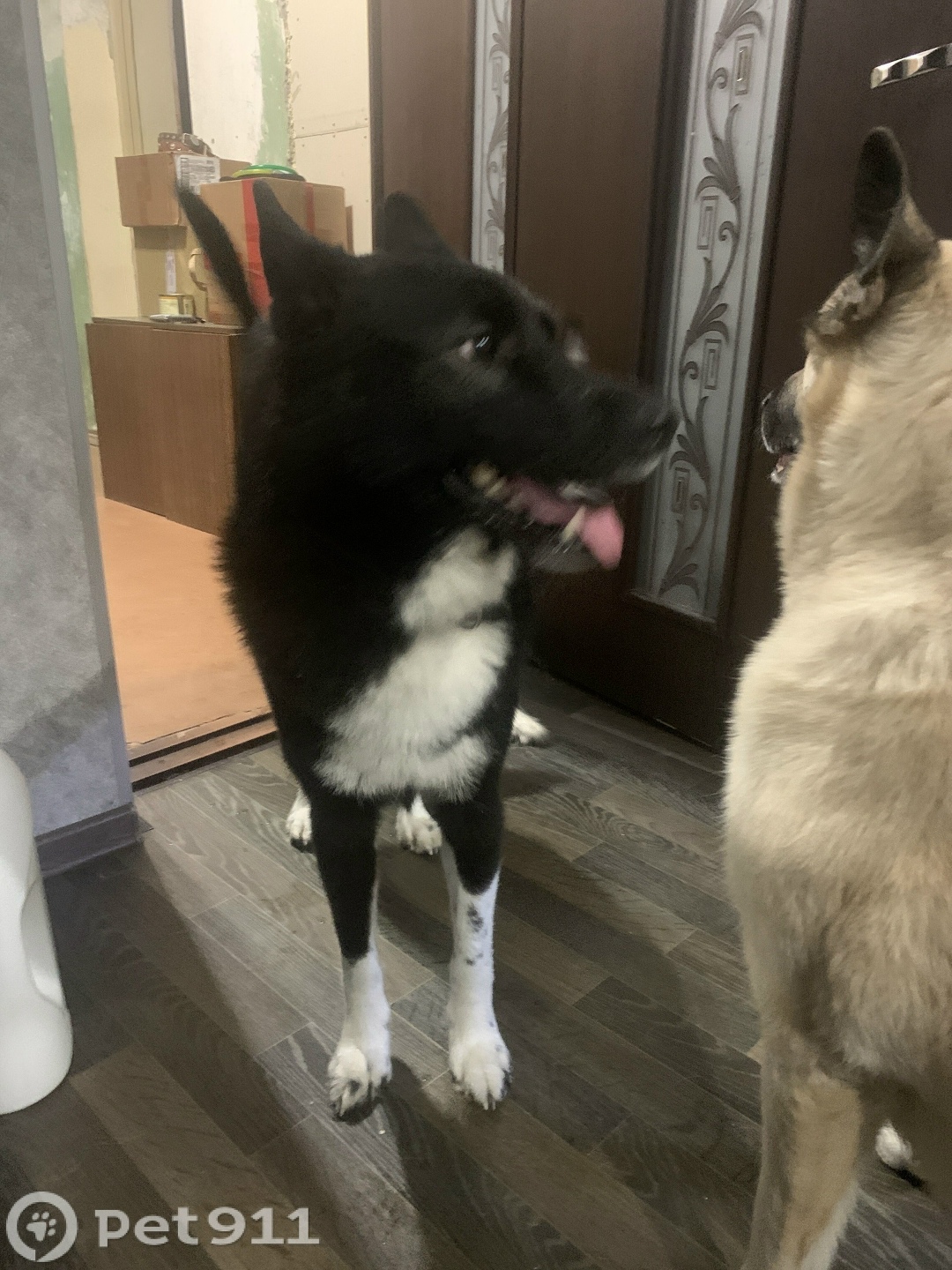 Найдена собака в Мурманске — фото объявления