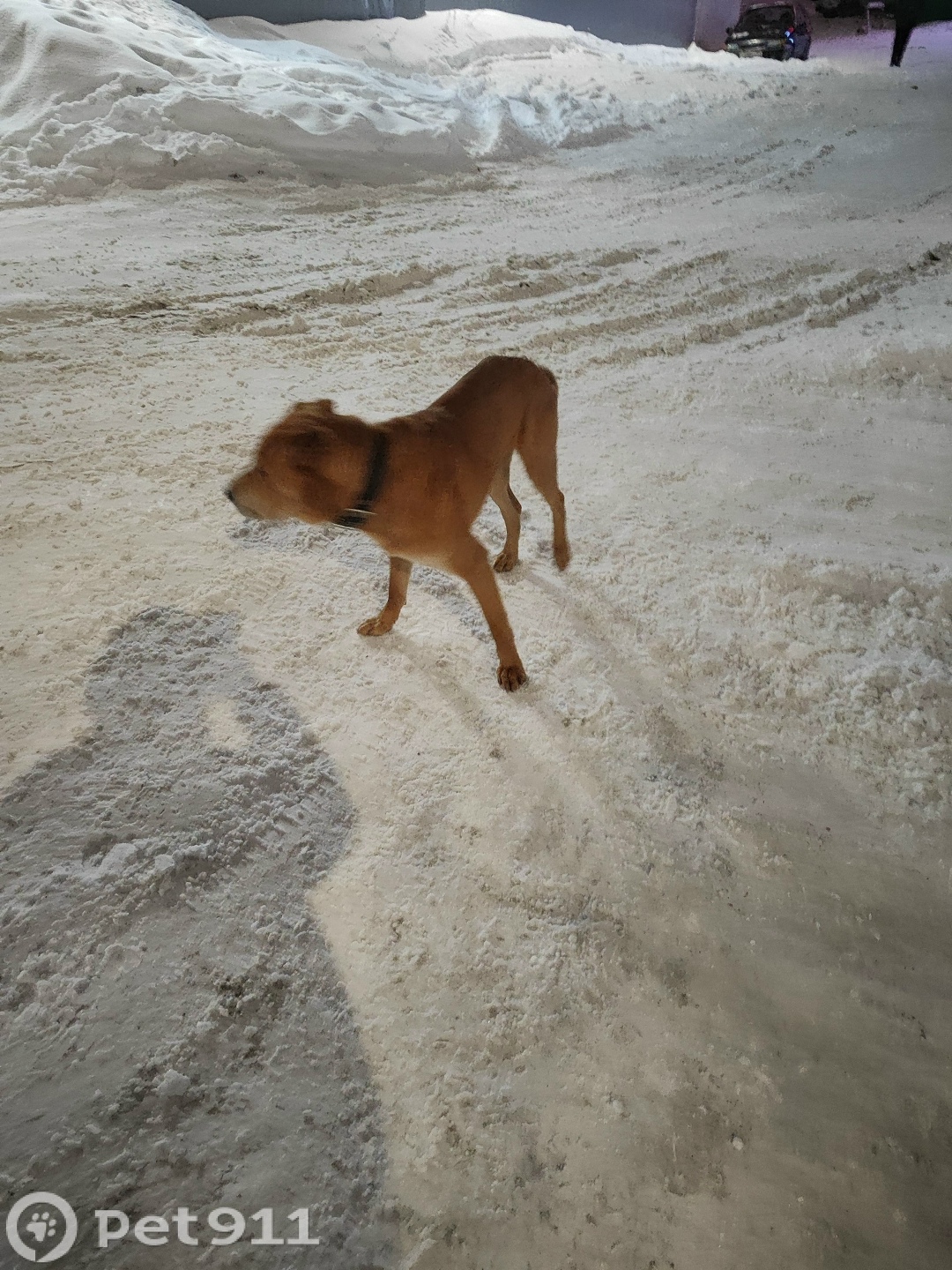 Найдена собака в Мурманске — фото объявления
