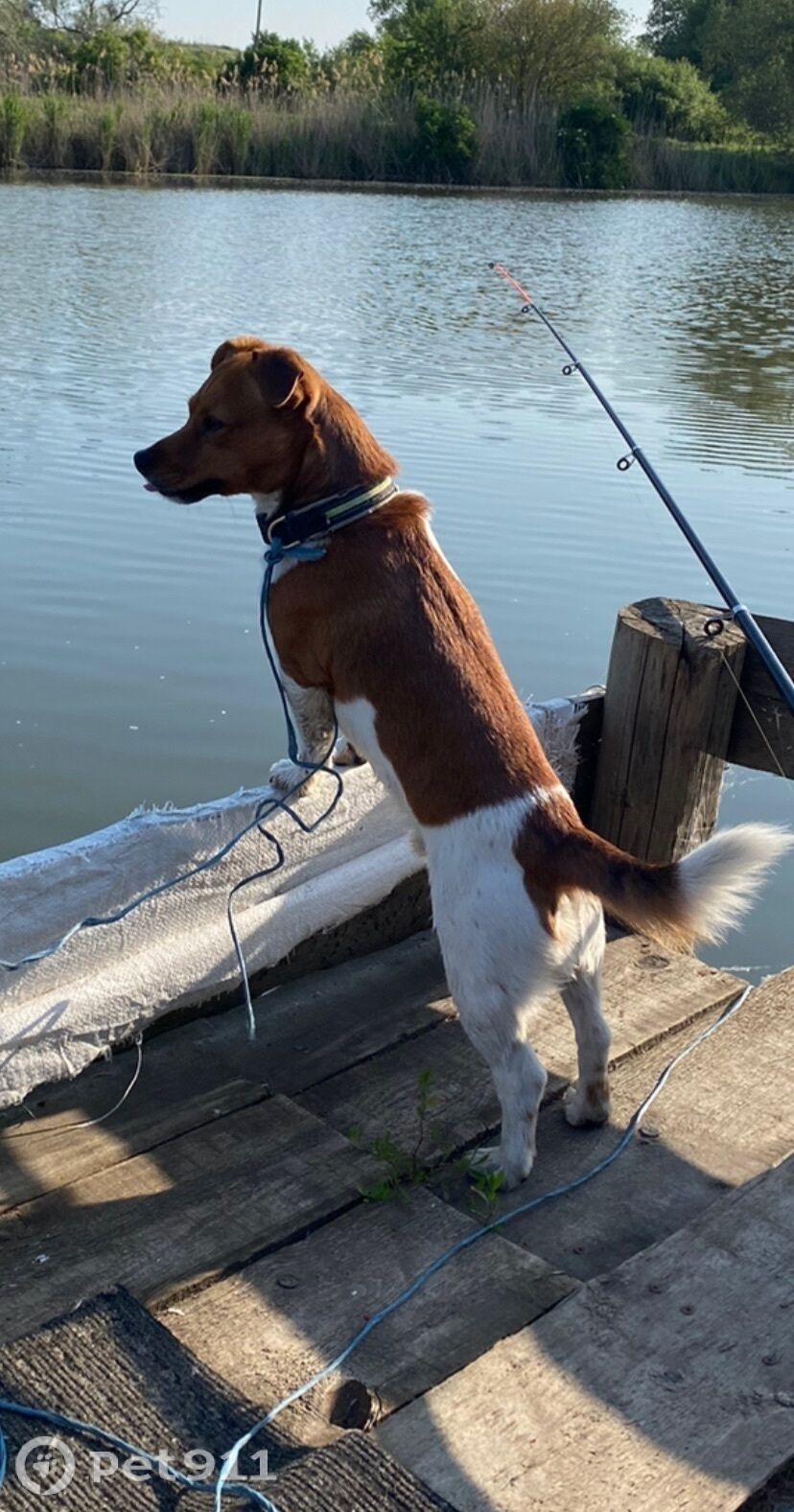 Пропала собака в Мурманске — фото объявления