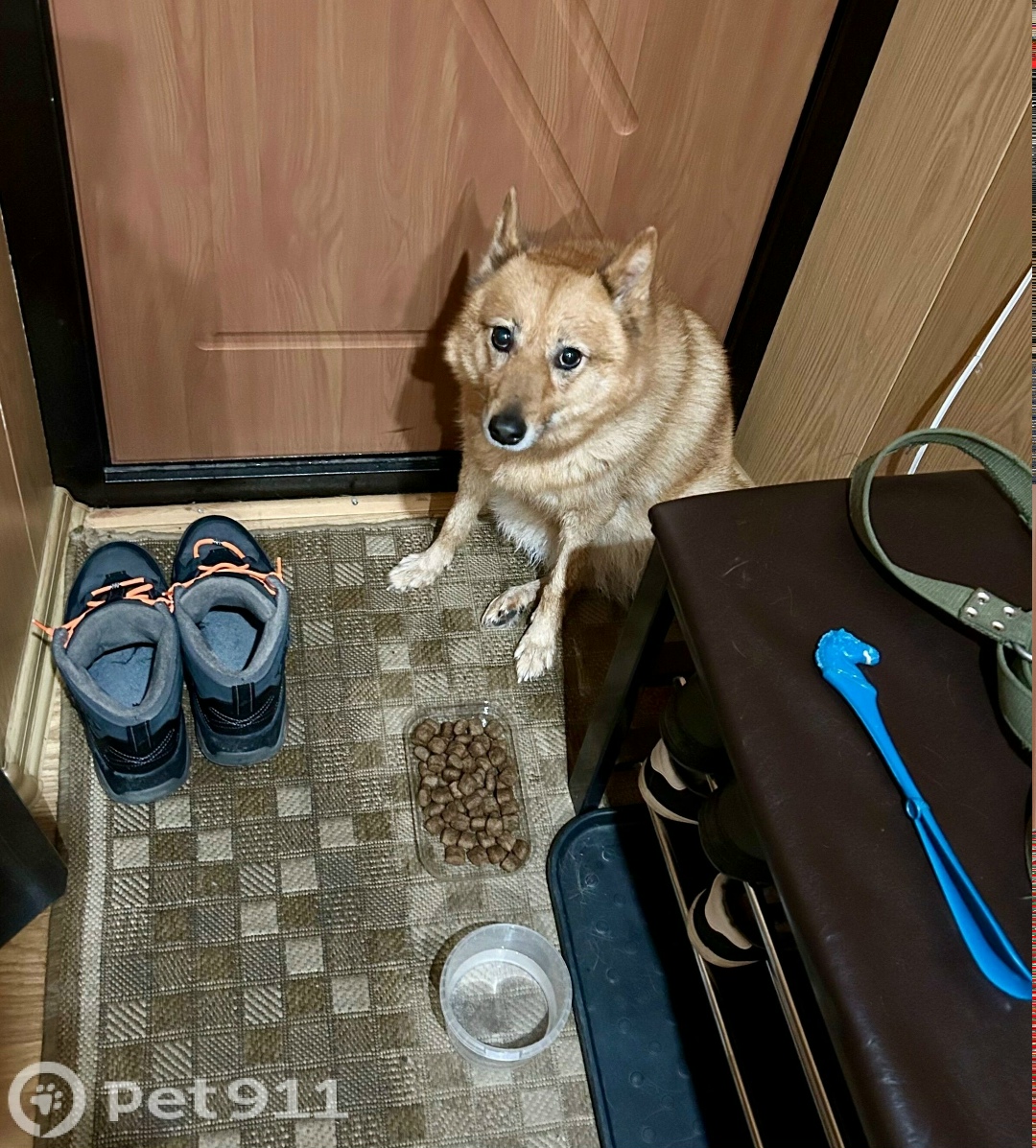 Найдена собака в Мурманске — фото объявления