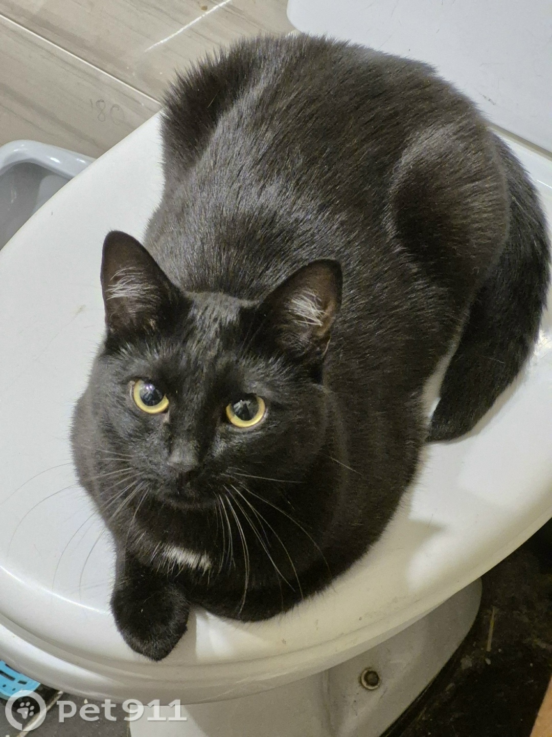 Найдена кошка в Мурманске — фото объявления