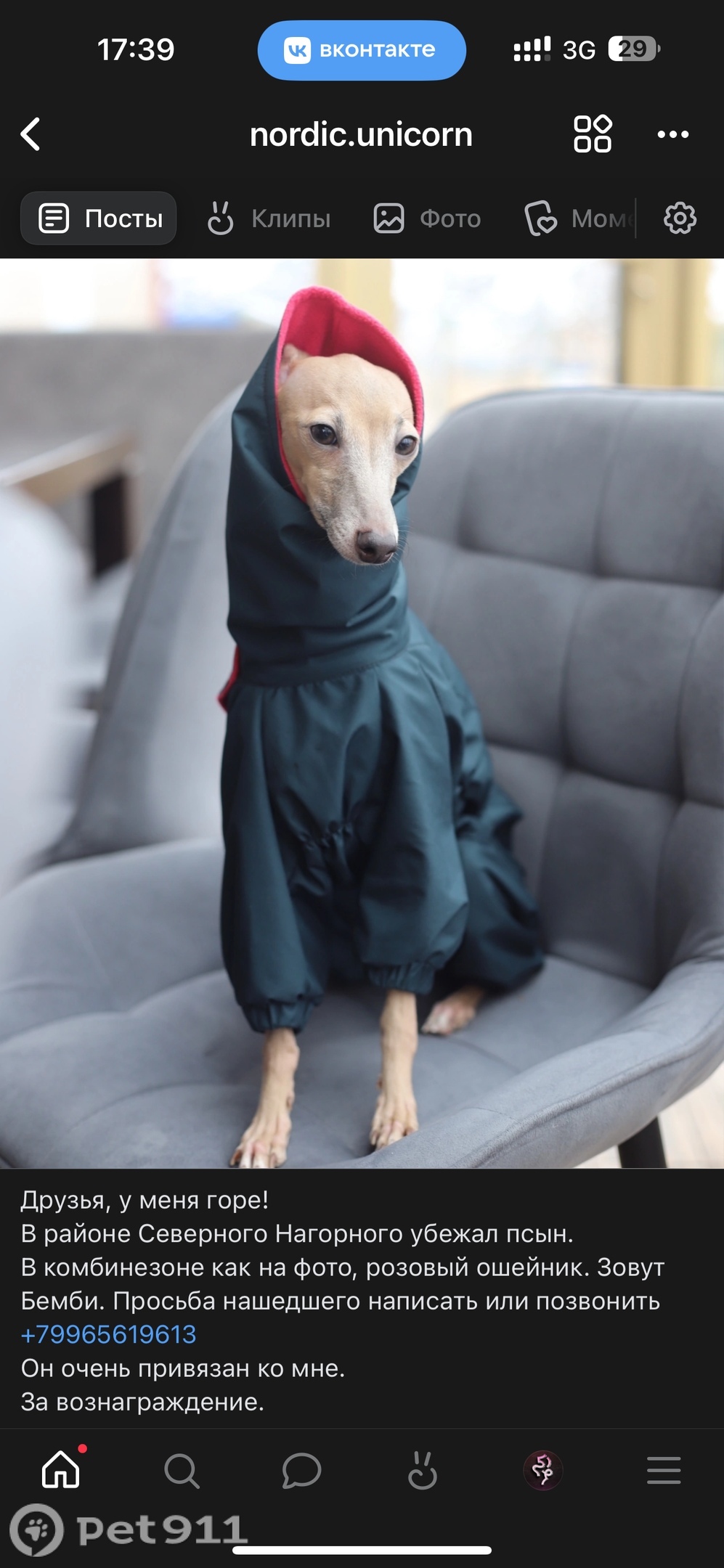 Пропала собака в Мурманске — фото объявления