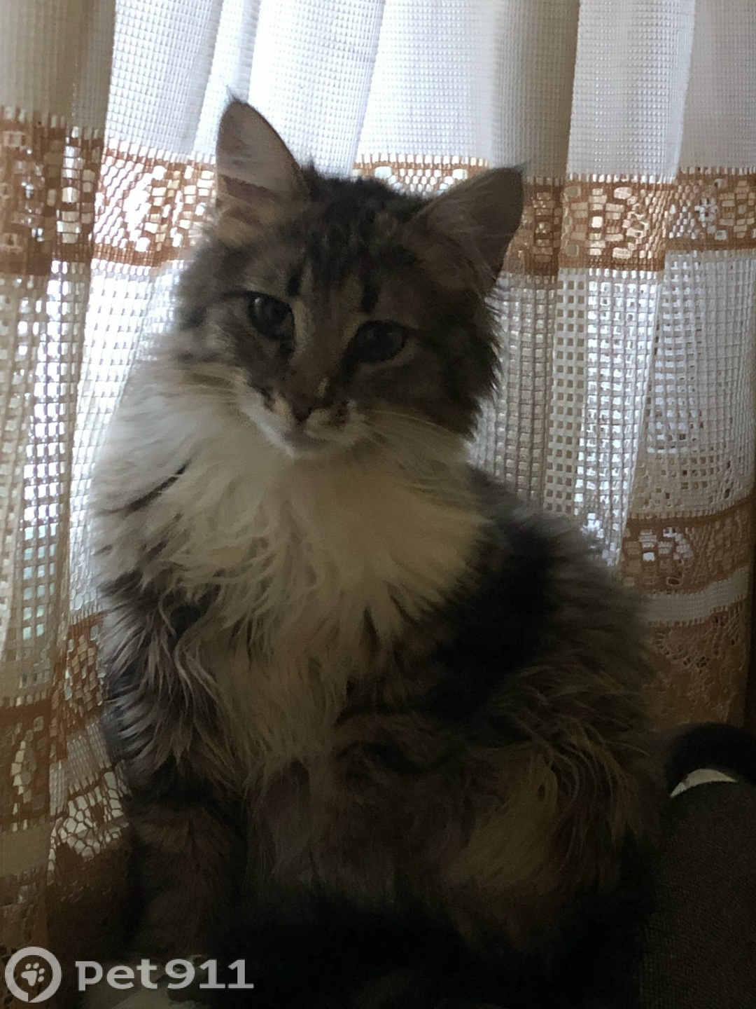 Пропала кошка в Мурманске — фото объявления