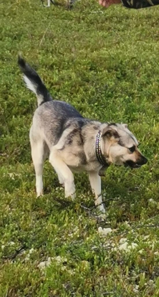 Пропала собака в Мурманске — фото объявления