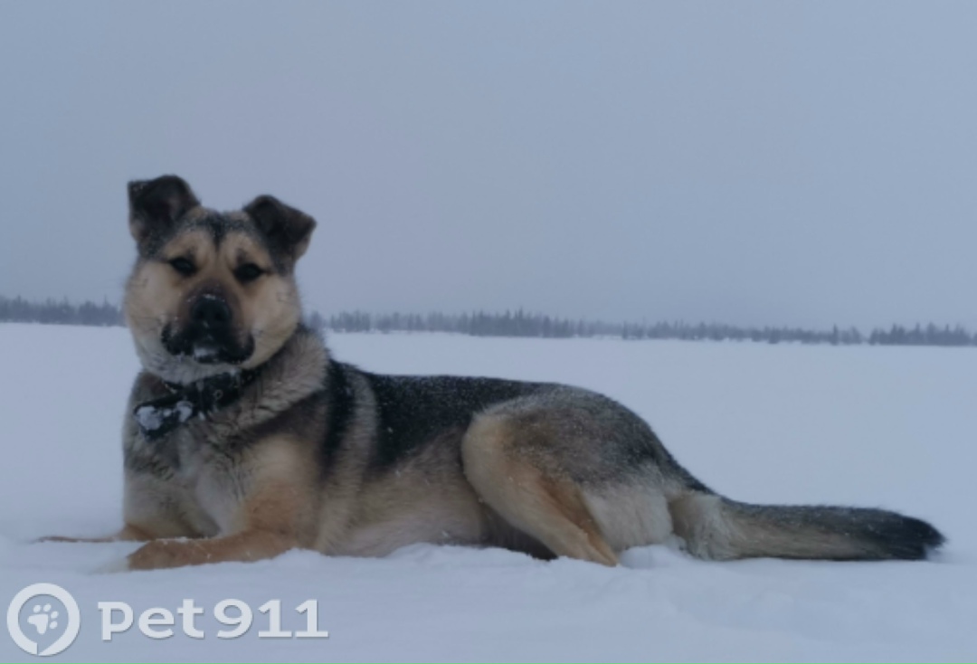 Пропала собака в Мурманске — фото объявления