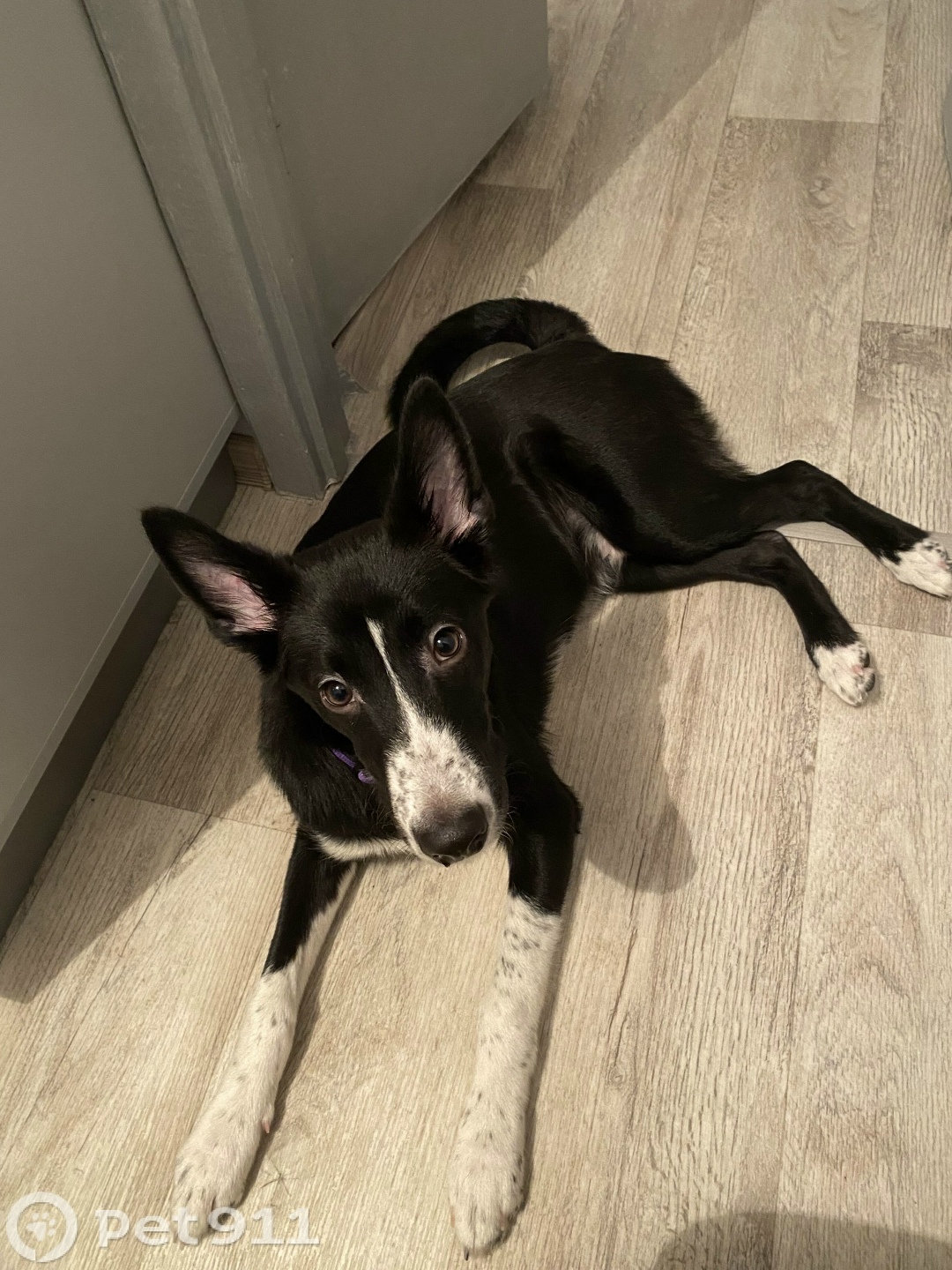 Пропала собака в Мурманске — фото объявления