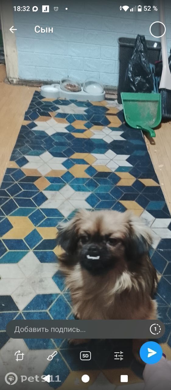 Пропала собака в Мурманске — фото объявления