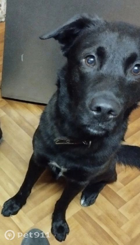 Пропала собака в Мурманске — фото объявления