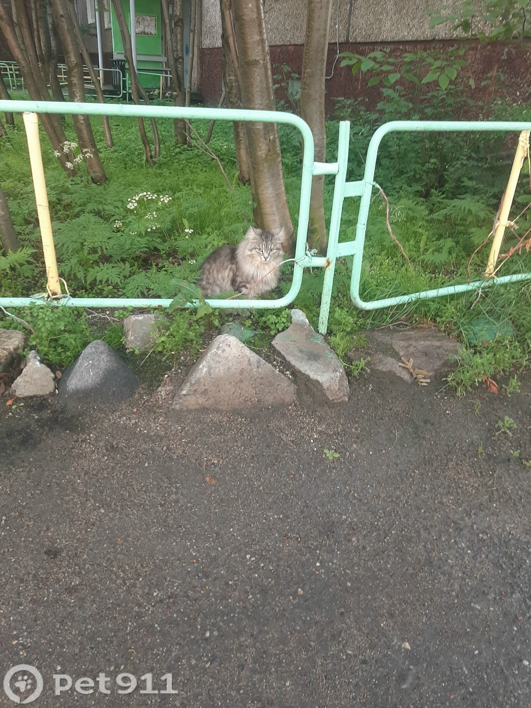 Найдена кошка в Мурманске — фото объявления