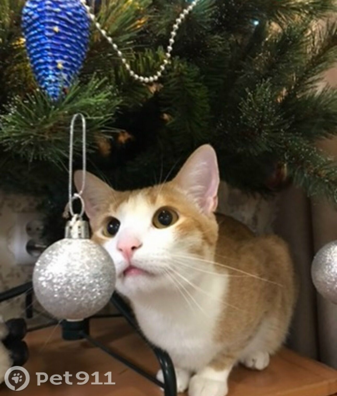 Пропала кошка в Мурманске — фото объявления