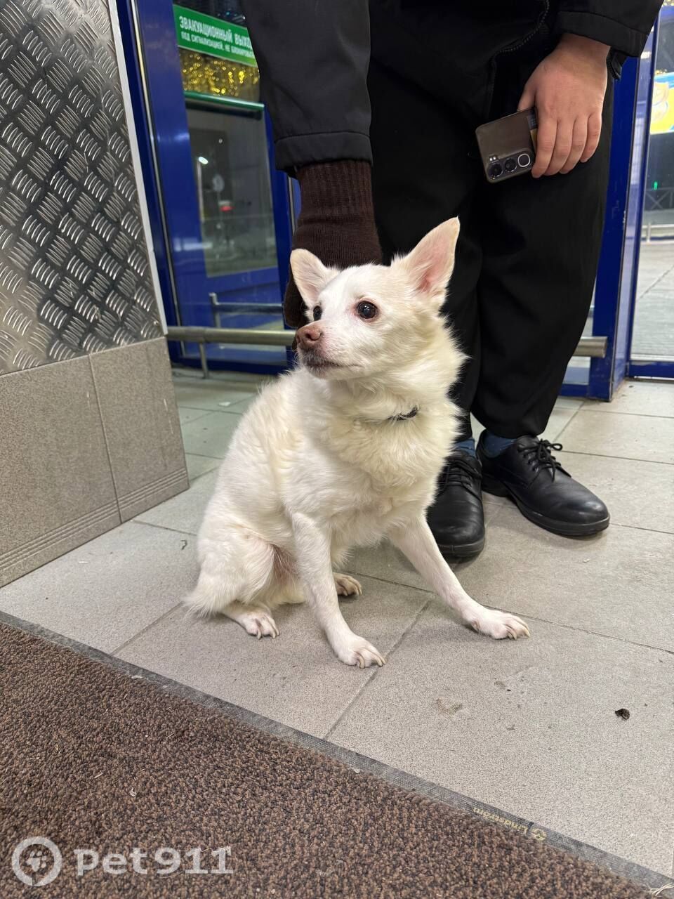 Найдена собака в Мурманске — фото объявления