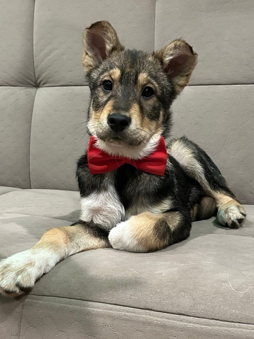 Найдена собака в Мурманске — фото объявления